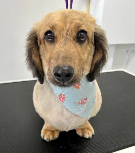 Photo post from k9playtimedoggydaycare.