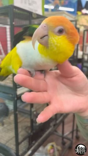 Video post from njexoticpets.