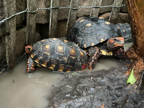 Photo post from carapacecritters.