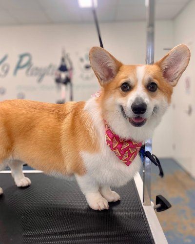 Carousel post from k9playtimedoggydaycare.