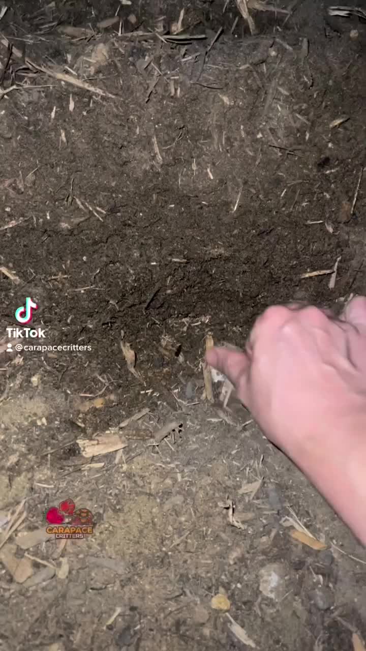 Video post from carapacecritters.