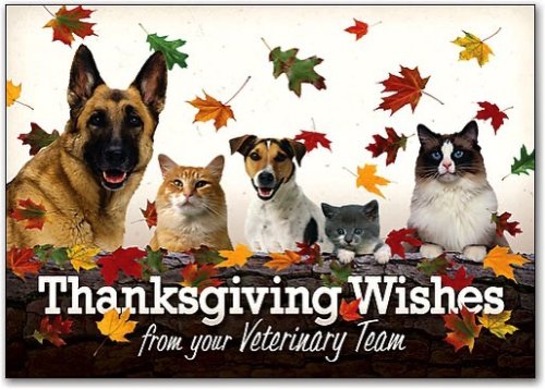 Photo post from familyanimalhospitalcm.