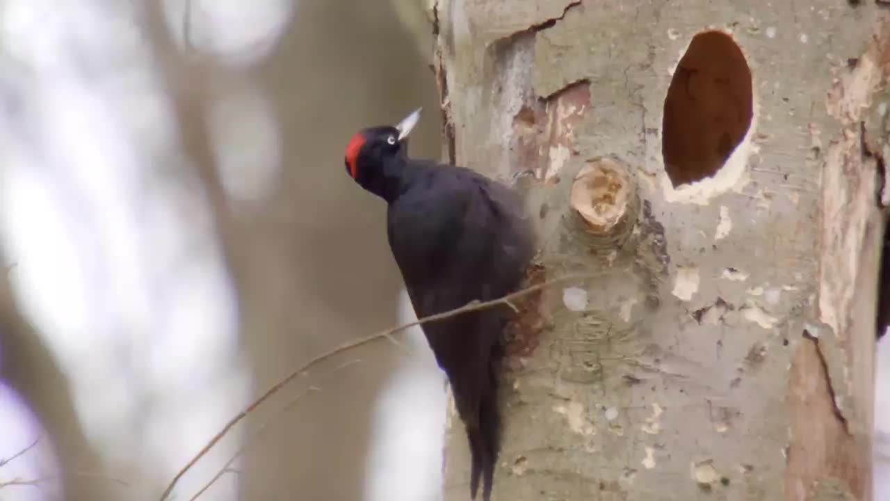 Video post from naturbutikken.dk.
