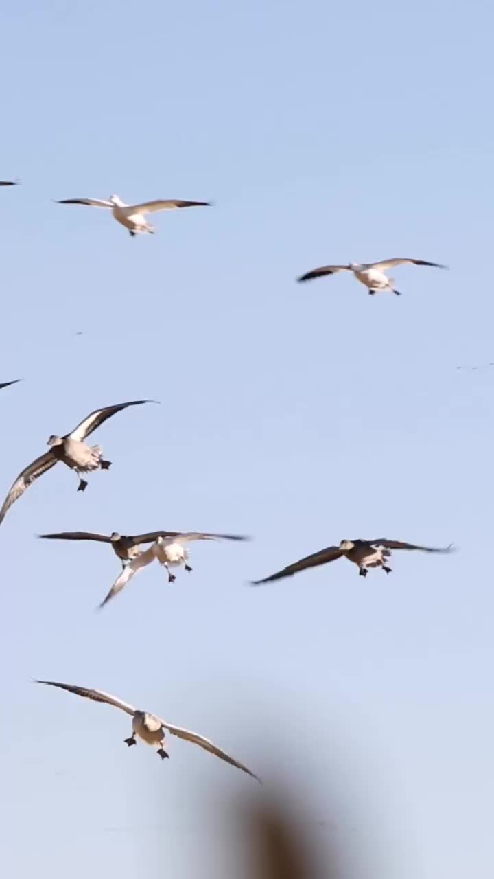 Video post from northernskiesoutfitters.