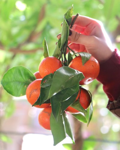 Photo post from currumbinvalleyharvest.