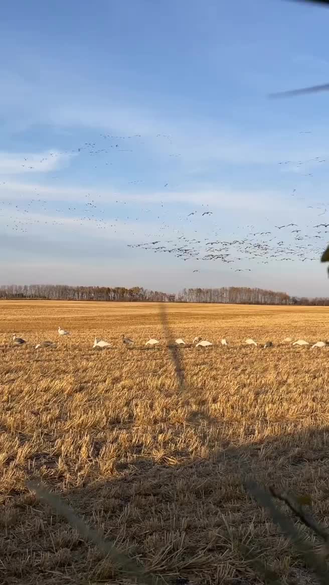 Video post from northernskiesoutfitters.