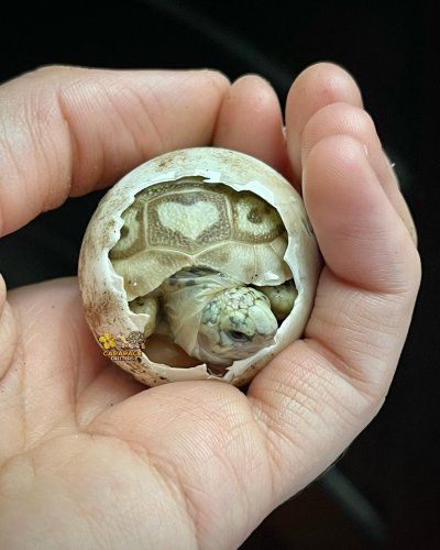 Photo post from carapacecritters.