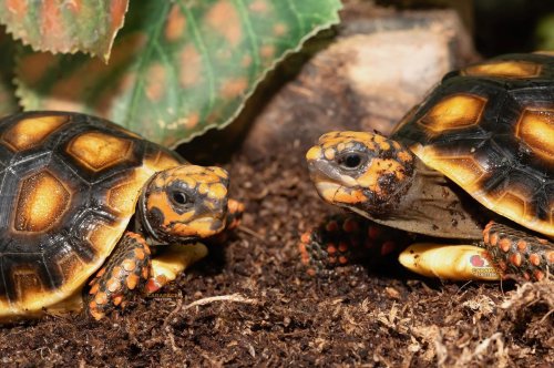 Photo post from carapacecritters.