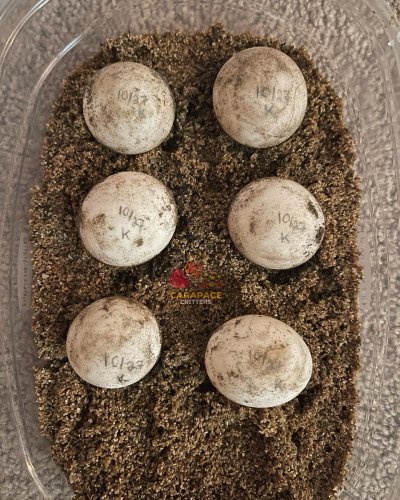 Carousel post from carapacecritters.