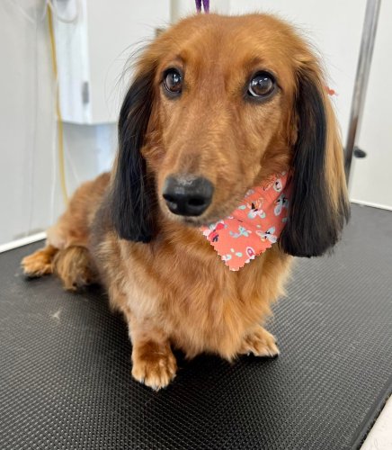 Photo post from k9playtimedoggydaycare.