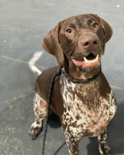 Carousel post from k9playtimedoggydaycare.