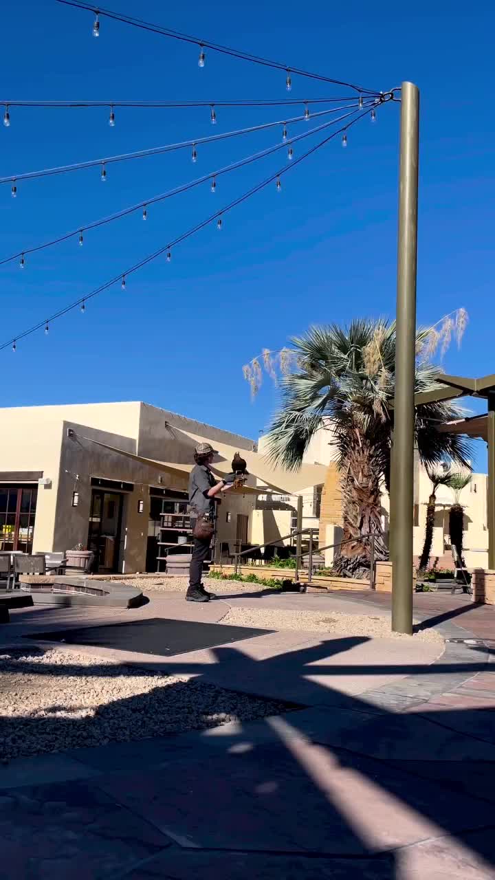 Video post from desertkingsfalconry.