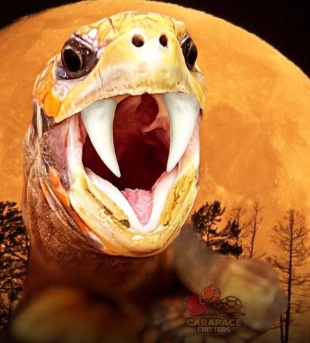 Photo post from carapacecritters.