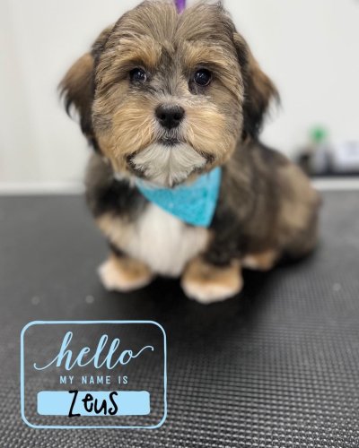 Photo post from k9playtimedoggydaycare.