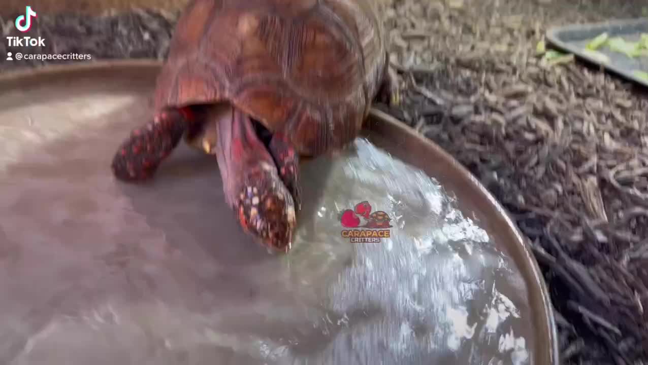 Video post from carapacecritters.