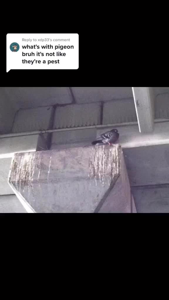 Video post from desertkingsfalconry.