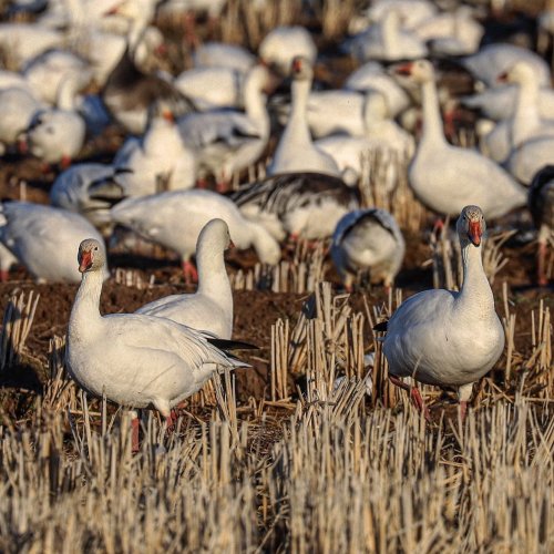 Photo post from northernskiesoutfitters.