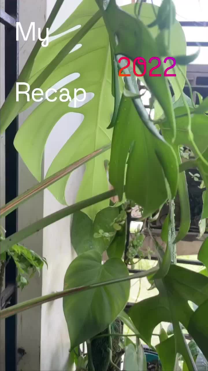 Video post from purkinje_crazyforplants.