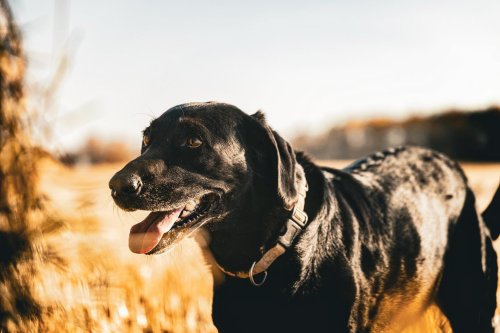 Photo post from northernskiesoutfitters.