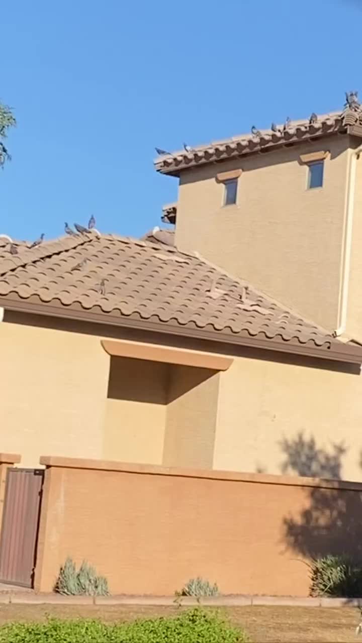 Video post from desertkingsfalconry.