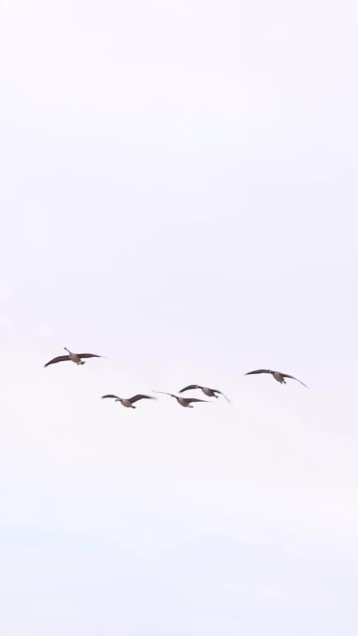 Video post from northernskiesoutfitters.