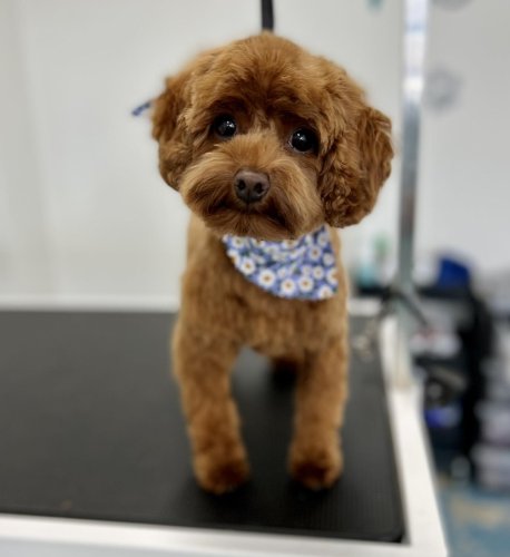 Photo post from k9playtimedoggydaycare.