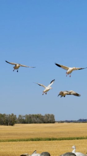 Video post from northernskiesoutfitters.