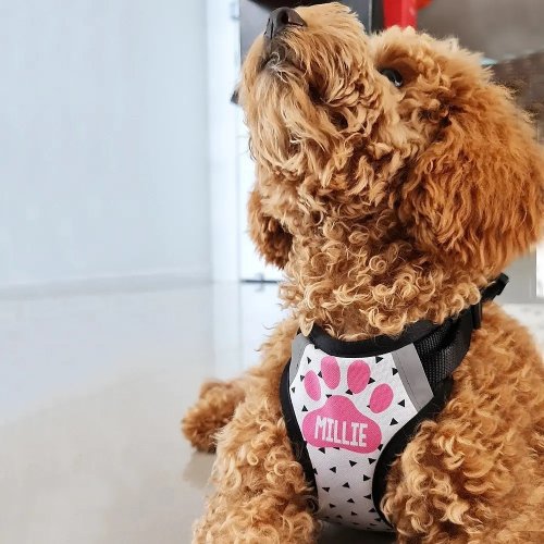 Photo post from furrypeeps.