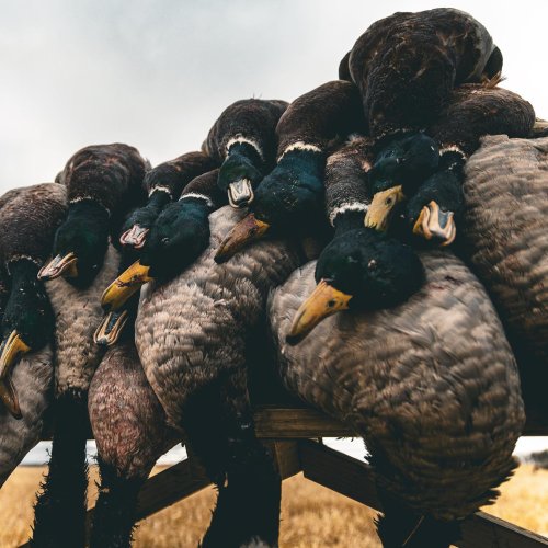 Photo post from northernskiesoutfitters.