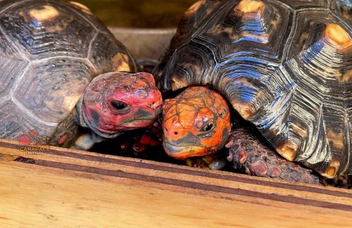 Photo post from carapacecritters.