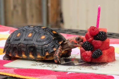 Carousel post from carapacecritters.