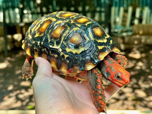 Carousel post from carapacecritters.