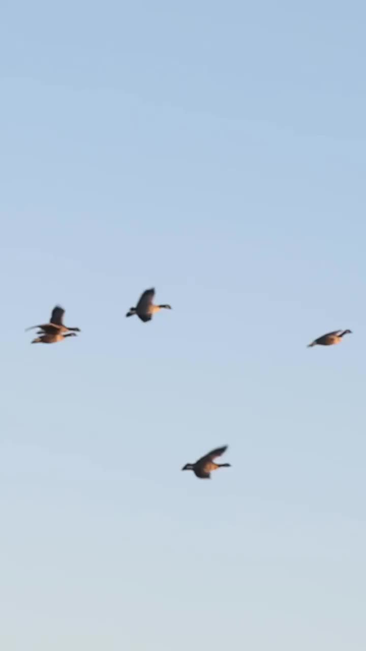 Video post from northernskiesoutfitters.