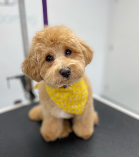 Photo post from k9playtimedoggydaycare.