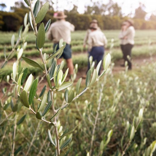 Carousel post from comvita_au.