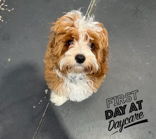 Photo post from k9playtimedoggydaycare.