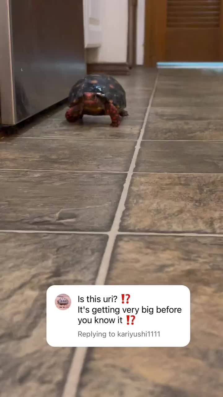 Video post from carapacecritters.