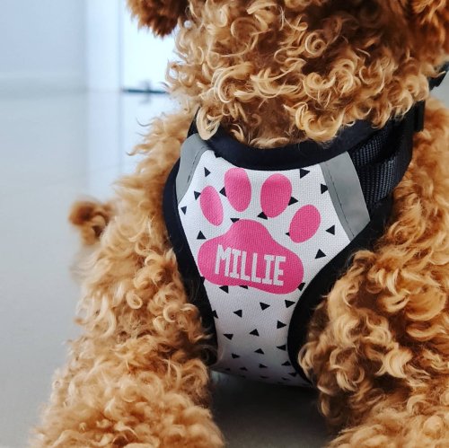 Photo post from furrypeeps.