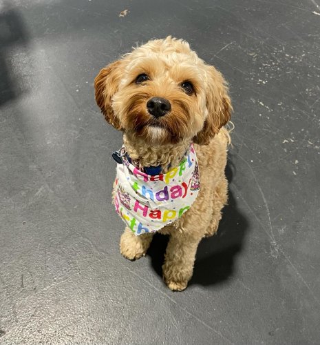 Carousel post from k9playtimedoggydaycare.