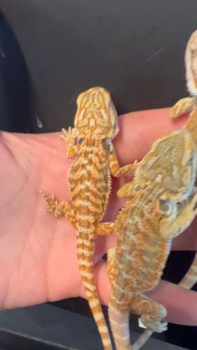 Video post from njexoticpets.