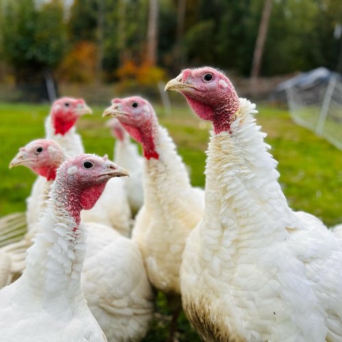 Photo post from hungryhollowfarm.