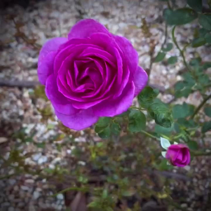 Roses, Perennials, Gift Plants, and Garden Decor - Online ...