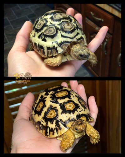 Photo post from carapacecritters.