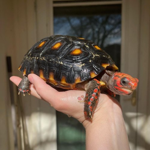 Carousel post from carapacecritters.