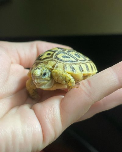 Photo post from carapacecritters.