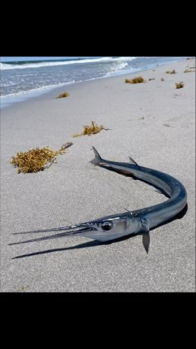Video post from ejs_fishing_charters.