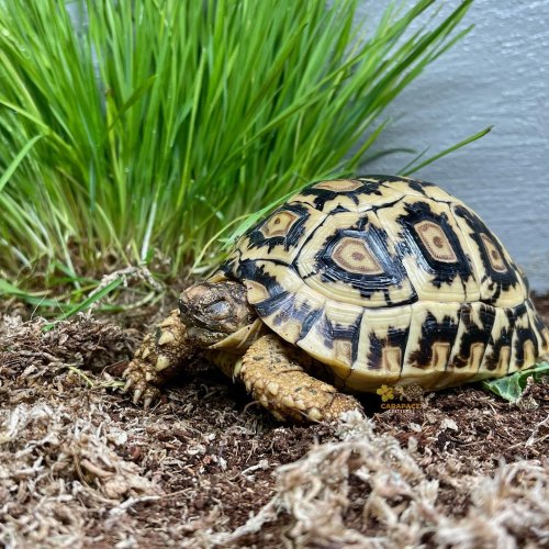 Photo post from carapacecritters.