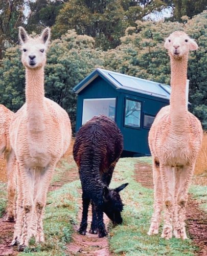 Photo post from in2thewild.aus.