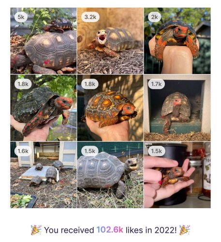 Photo post from carapacecritters.