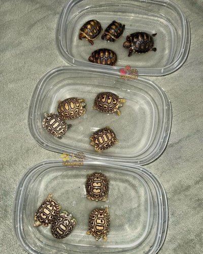 Photo post from carapacecritters.